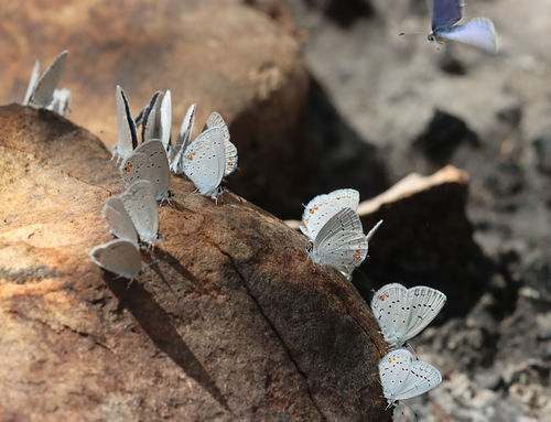 Eastern tailed-blue