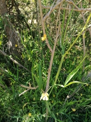 Lathyrus annuus