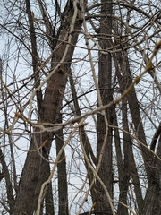 Populus deltoides