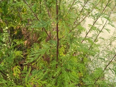 Artemisia gmelinii