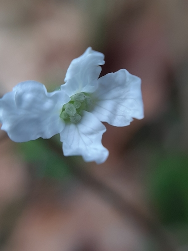Cardamine trifolia