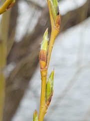 Salix