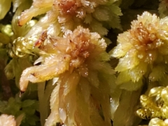 Sphagnum compactum