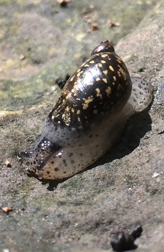 Spotted Ambersnail