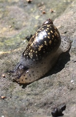 Succinea concordialis