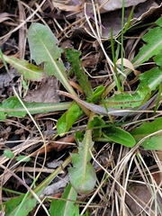 Taraxacum officinale