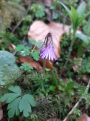 Soldanella