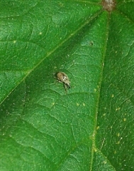 Malvapion malvae