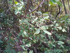 Lonicera microphylla