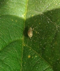 Malvapion malvae
