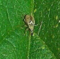 Malvapion malvae