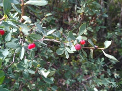 Lonicera microphylla