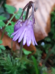 Soldanella