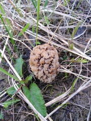 Morchella steppicola