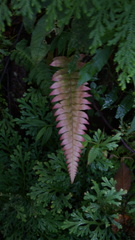Blechnum appendiculatum