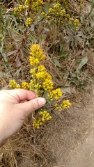 Solidago spathulata