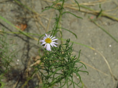 Aster altaicus