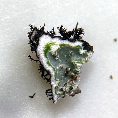 Bottlebrush Shield Lichen