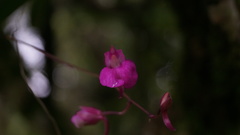 Comparettia falcata