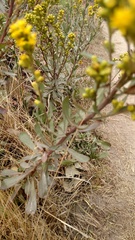 Solidago spathulata