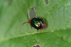 Kuschelina gibbitarsa