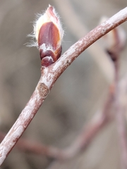 Amelanchier