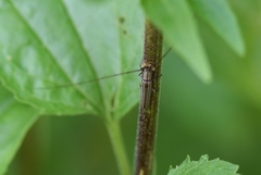Hippopsis lemniscata