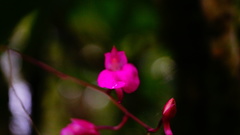 Comparettia falcata