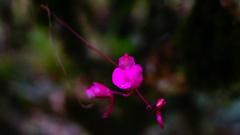 Comparettia falcata