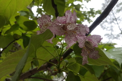 Catalpa bungei