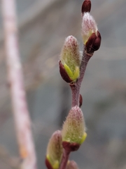 Salix