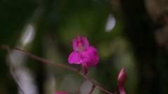 Comparettia falcata