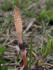 Equisetum arvense