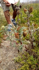 Astragalus pycnostachyus