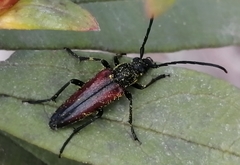 Stenurella approximans