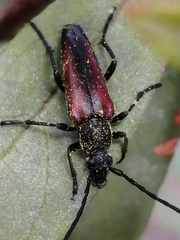 Stenurella approximans