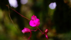 Comparettia falcata