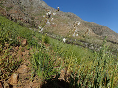 Chlorophytum graminifolium
