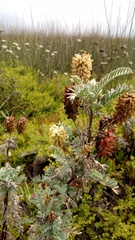 Astragalus pycnostachyus