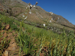 Chlorophytum graminifolium