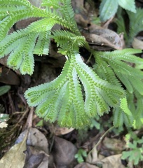 Selaginella doederleinii