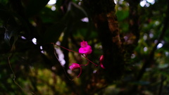 Comparettia falcata
