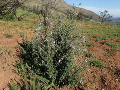 Salvia chamelaeagnea