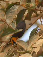 Ploceus melanogaster