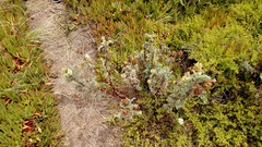 Astragalus pycnostachyus