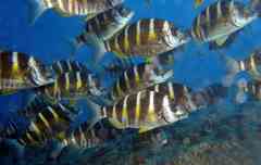 Diplodus fasciatus