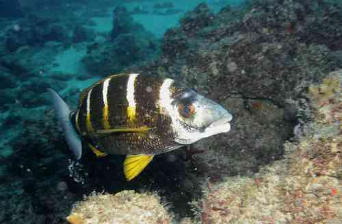 Gebande zeekarper (Diplodus fasciatus) — Sparidae — 5