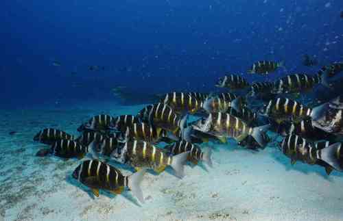 Banded seabream (Diplodus fasciatus) — Sparidae