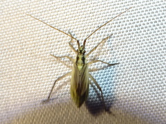 Leptopterna dolabrata