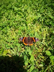 Vanessa atalanta